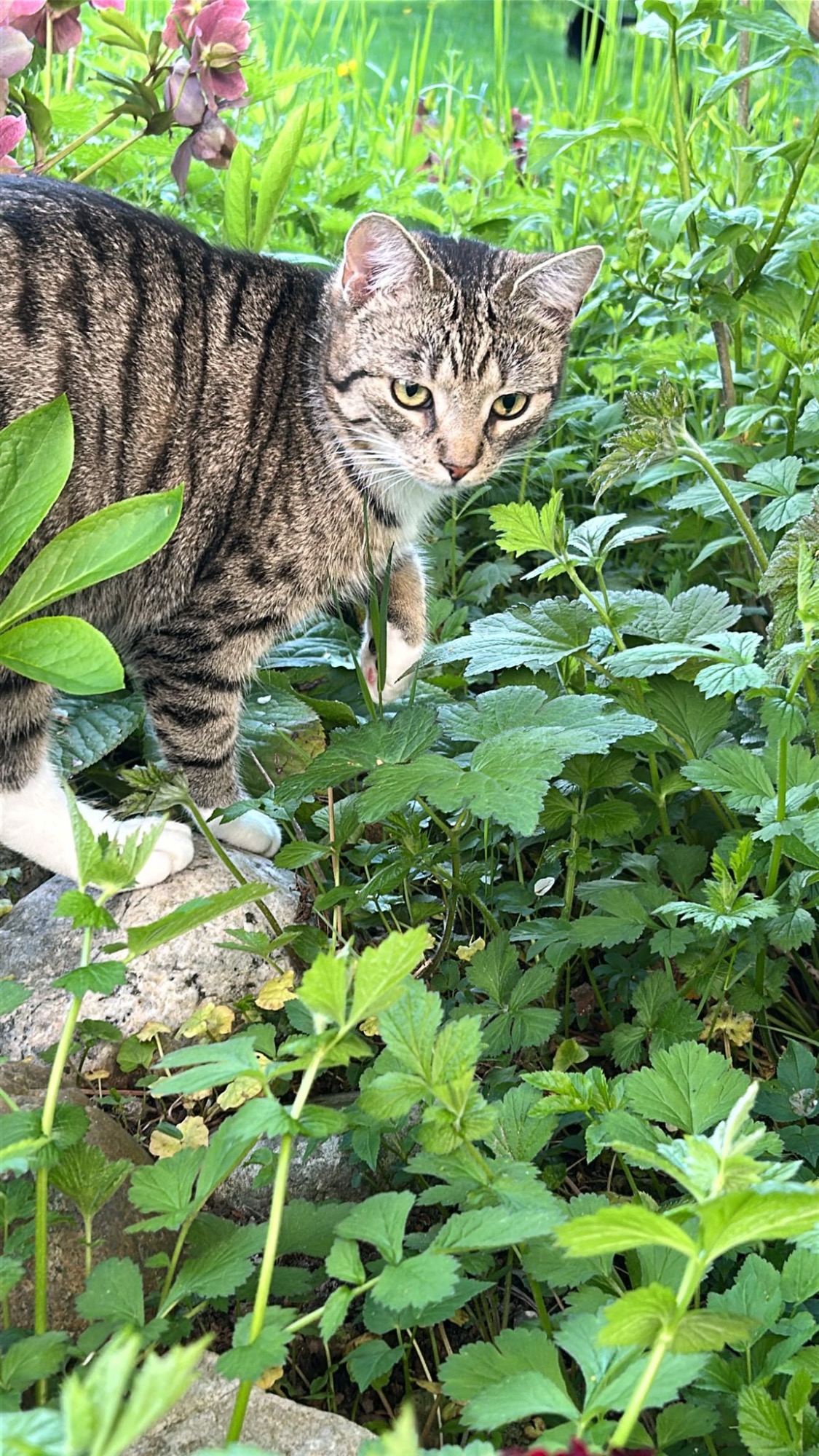Sanfte Bewegung in der Natur